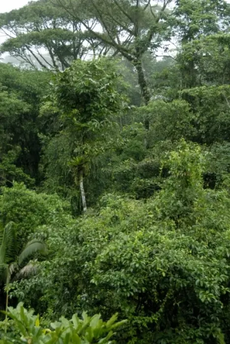 Framed Print : Central America, Costa Rica, Sarapiqui, Braulio Carrillo National Park. Forest views
