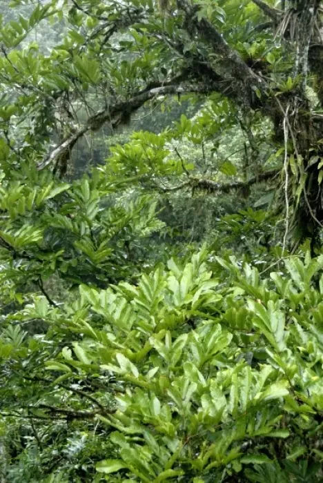 Framed Print : Central America, Costa Rica, Sarapiqui, Braulio Carrillo National Park. Rainforest