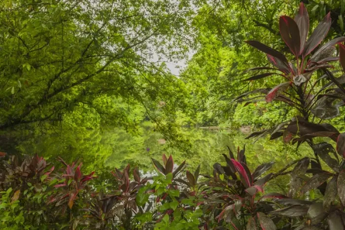 Framed Print : Central America, Costa Rica, Sarapiqui River Valley. Rain forest and pond scenic Framed Print : Central America, Costa Rica, Sarapiqui River Valley. Rain forest and pond scenic