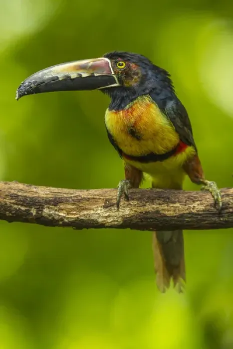 Framed Print : Central America, Costa Rica, Sarapiqui River Valley. Collared aricari bird on limb Framed Print : Central America, Costa Rica, Sarapiqui River Valley. Collared aricari bird on limb