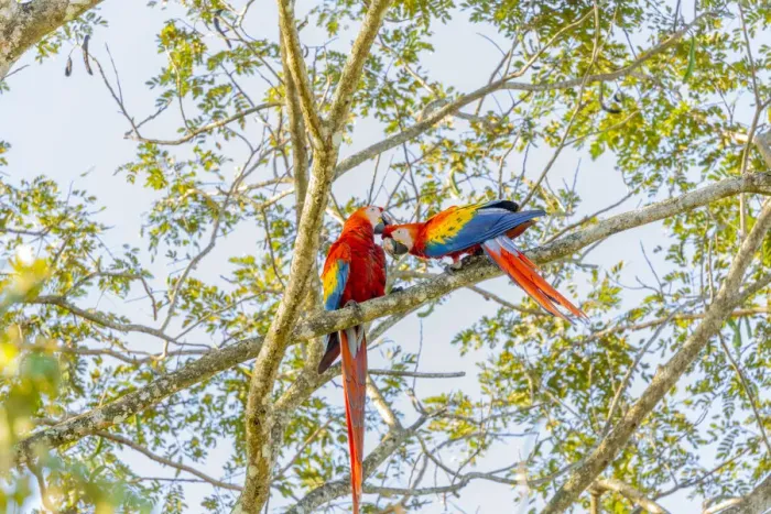 Framed Print : Central America, Costa Rica. Scarlet macaw pair in tree
