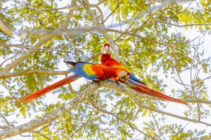 Framed Print : Central America, Costa Rica. Scarlet macaw pair in tree Framed Print : Central America, Costa Rica. Scarlet macaw pair in tree