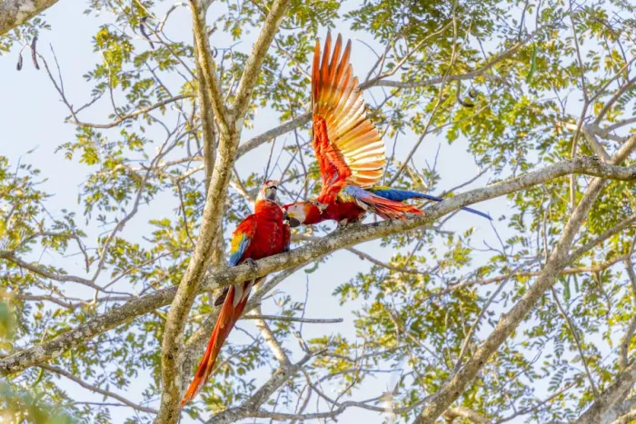 Framed Print : Central America, Costa Rica. Scarlet macaw pair in tree Framed Print : Central America, Costa Rica. Scarlet macaw pair in tree