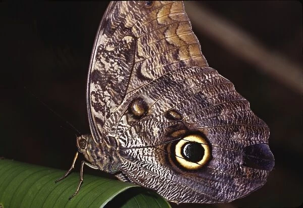 Central America, Costa Rica, Selva Verde. Owl Butterfly (Caligo sp. probably Caligo