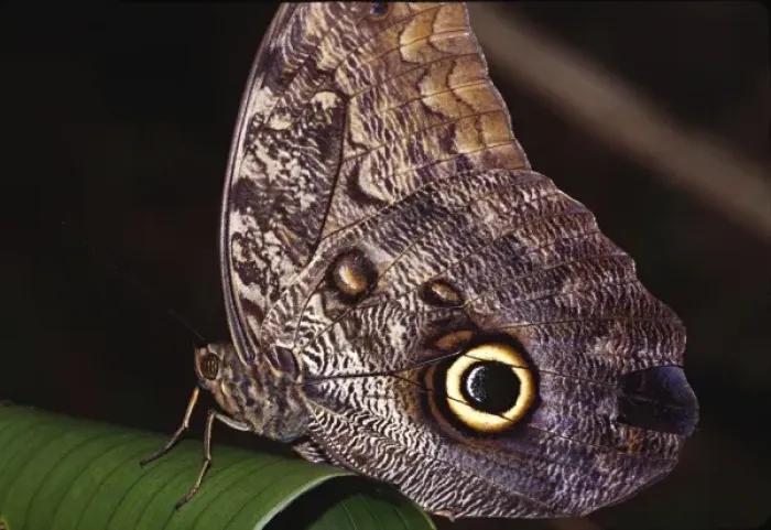 Framed Print : Central America, Costa Rica, Selva Verde. Owl Butterfly (Caligo sp. probably Caligo