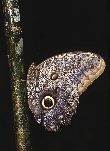 Central America, Costa Rica, Selva Verde Lodge. Owl Butterfly (Caligo sp. )