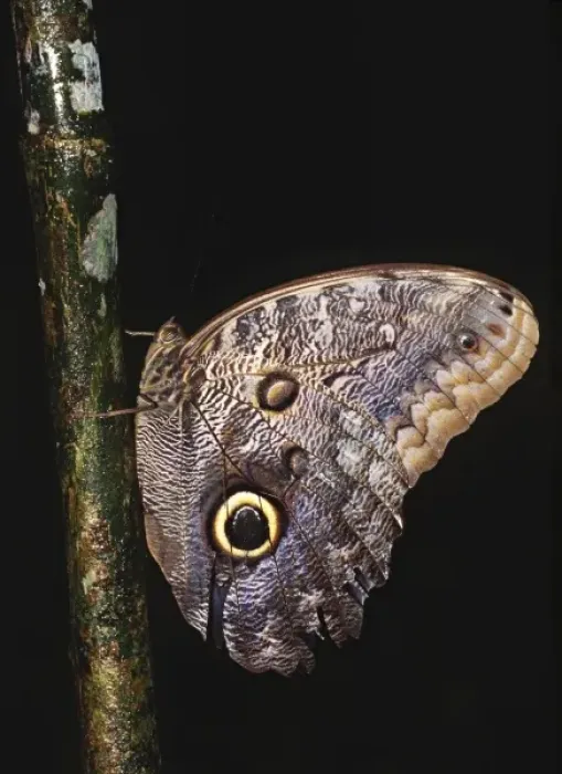 Framed Print : Central America, Costa Rica, Selva Verde Lodge. Owl Butterfly (Caligo sp. )