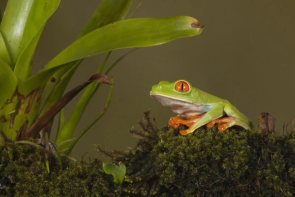 Central America, Costa Rica, Slva Verde Lodge, Red-eyed Leaf Frog, aka Red-eyed Treefrog