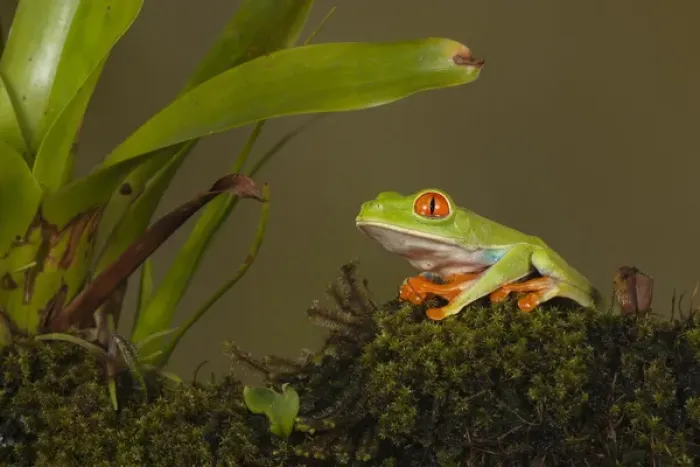 Framed Print : Central America, Costa Rica, Slva Verde Lodge, Red-eyed Leaf Frog, aka Red-eyed Treefrog Framed Print : Central America, Costa Rica, Slva Verde Lodge, Red-eyed Leaf Frog, aka Red-eyed Treefrog