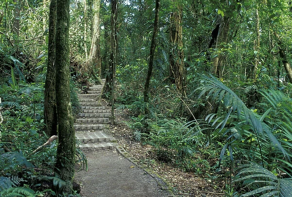 Central America, Costa Rica, Tilaran Mountains. Monteverde Cloud Forest Preserve