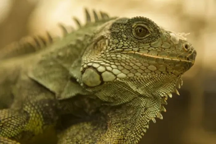 Framed Print : Central America, Ecuador Framed Print : Central America, Ecuador