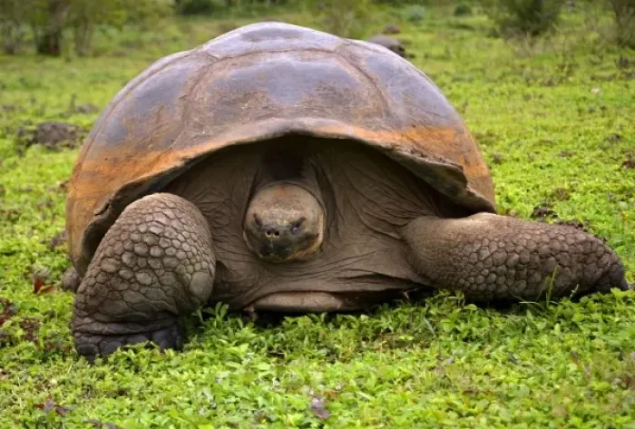 Framed Print : Central America, Ecuador Framed Print : Central America, Ecuador