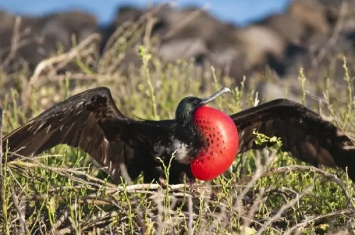 Framed Print : Central America, Ecuador
