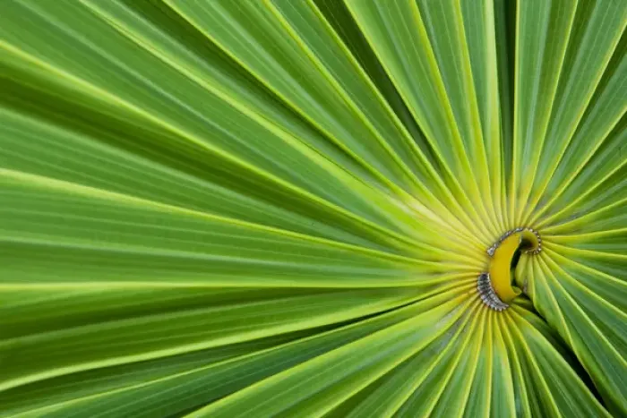 Framed Print : Central America, Honduras, Bay Islands, Utila, Utopia Village, radial lines of palm leaf Framed Print : Central America, Honduras, Bay Islands, Utila, Utopia Village, radial lines of palm leaf