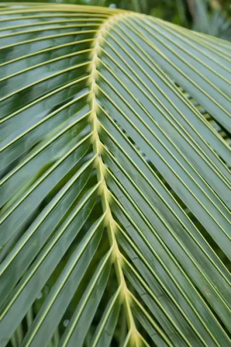 Framed Print : Central America, Honduras, Bay Islands, Roatan, Palmetto Bay Plantation. (PR) Framed Print : Central America, Honduras, Bay Islands, Roatan, Palmetto Bay Plantation. (PR)