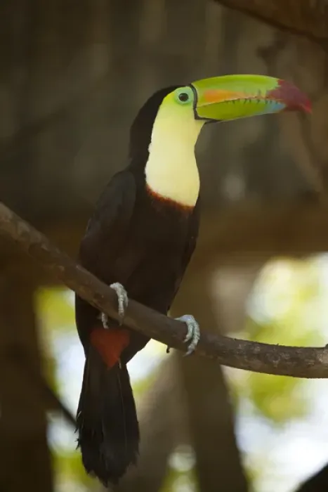 Framed Print : Central America, Honduras, Bay Islands, Roatan, toucan (Ramphastos sulfuratus) on tree branch Framed Print : Central America, Honduras, Bay Islands, Roatan, toucan (Ramphastos sulfuratus) on tree branch