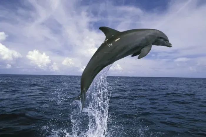 Framed Print : Central America, Honduras. Bottlenose Dolphin (Tursiops truncatus) Framed Print : Central America, Honduras. Bottlenose Dolphin (Tursiops truncatus)