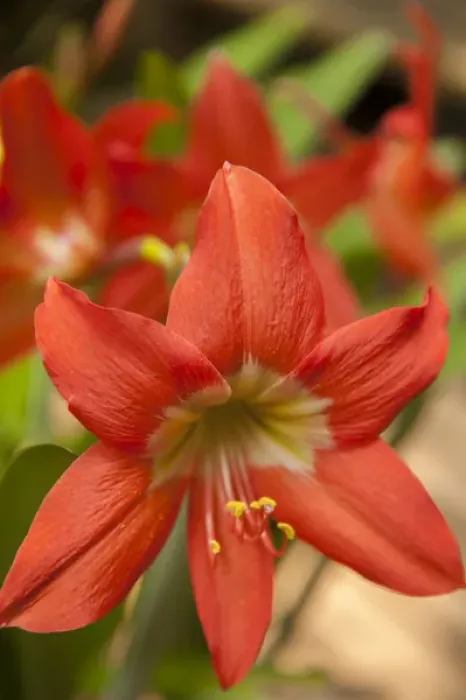 Framed Print : Central America, Honduras, Roatan, Carambola Botanical Gardens, Amaryllis Framed Print : Central America, Honduras, Roatan, Carambola Botanical Gardens, Amaryllis