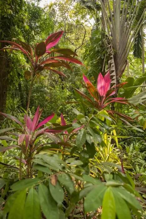 Framed Print : Central America, Honduras, Roatan, Carambola Botanical Gardens, Ti plant, Cordyline Framed Print : Central America, Honduras, Roatan, Carambola Botanical Gardens, Ti plant, Cordyline