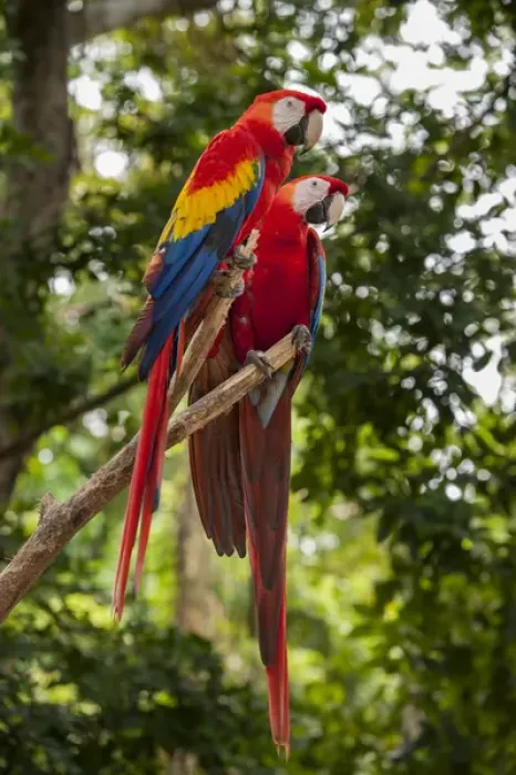 Framed Print : Central America, Honduras, Roatan, Roatan Butterfly Garden, Scarlet Macaw, parrot Framed Print : Central America, Honduras, Roatan, Roatan Butterfly Garden, Scarlet Macaw, parrot