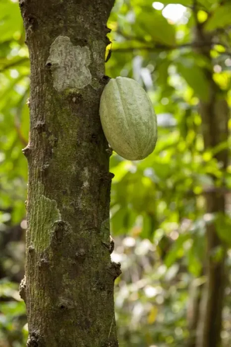 Framed Print : Central America, Honduras, Roatan, Carambola Botanical Gardens, Chocolate Tree