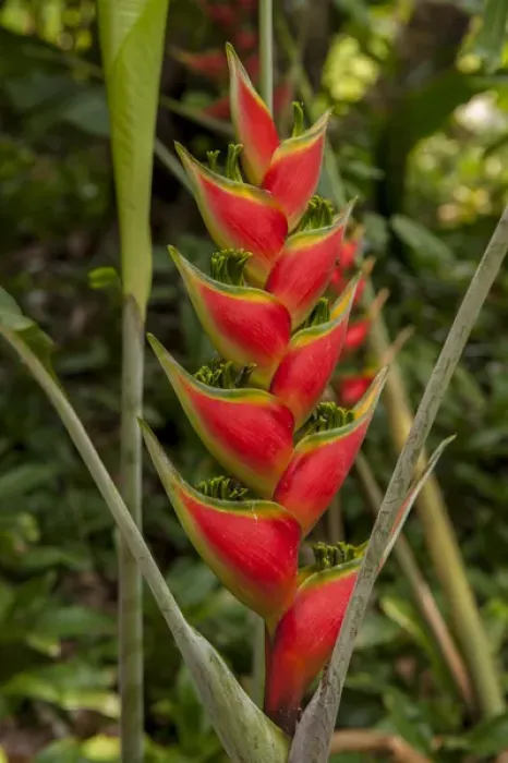 Framed Print : Central America, Honduras, Roatan, Carambola Botanical Gardens, Heliconia Framed Print : Central America, Honduras, Roatan, Carambola Botanical Gardens, Heliconia