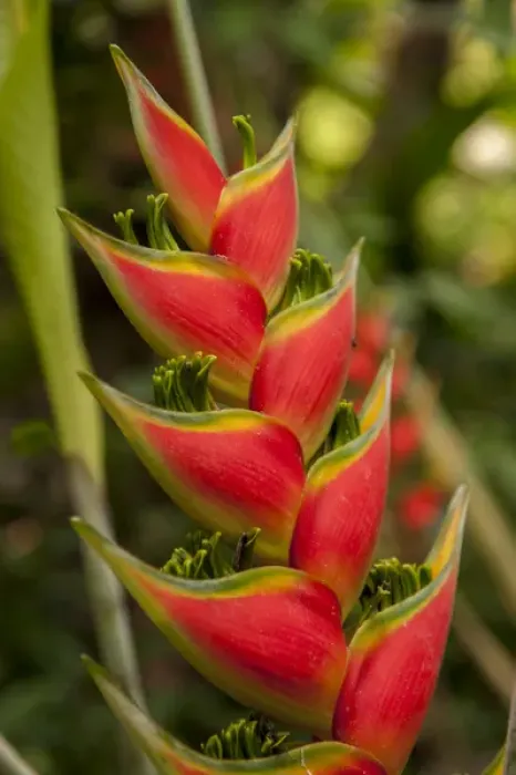 Framed Print : Central America, Honduras, Roatan, Carambola Botanical Gardens, Heliconia Framed Print : Central America, Honduras, Roatan, Carambola Botanical Gardens, Heliconia