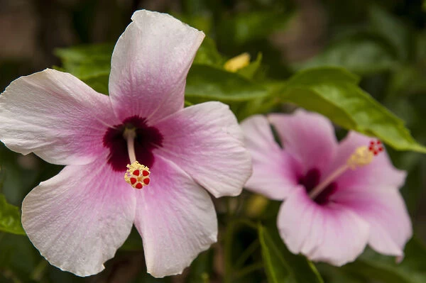 Central America, Honduras, Roatan, Hibiscus, tropical flower