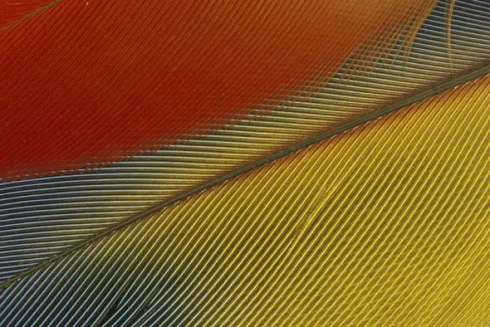 Framed Print : Central America, Honduras. Scarlet Macaw feathers (Ara macao) Framed Print : Central America, Honduras. Scarlet Macaw feathers (Ara macao)