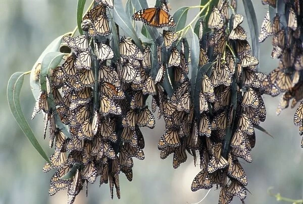 Central America, Mexico. Monarch Butterflies (Danaus plexippus)
