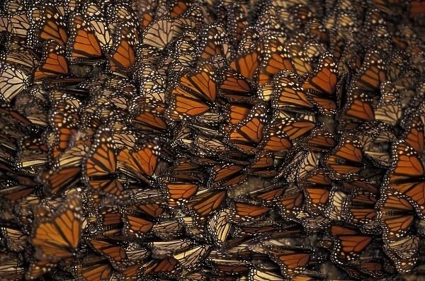 Central America, Mexico. Monarch Butterfly (Danaus plexippus)
