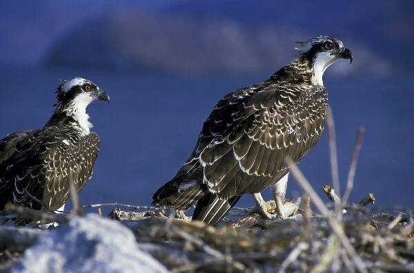 Central America, Mexico, Sea of Cortez. Young osprey and parent on nest
