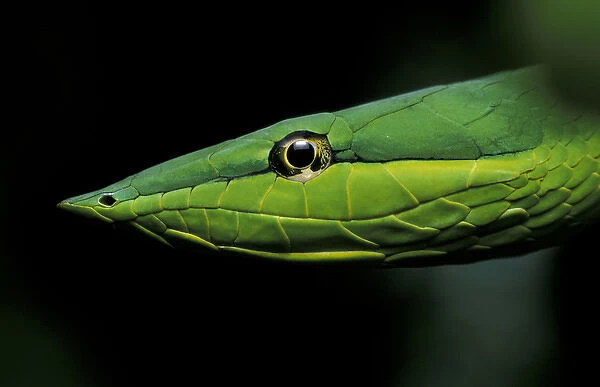 Central America, Panama, Barro Colorado Island Green vine snake (Oxybelis fulgidus)