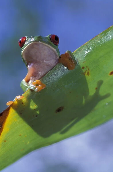 Central America, Panama, Barro Colorado Island Red-eyed tree frog (Agalychnis