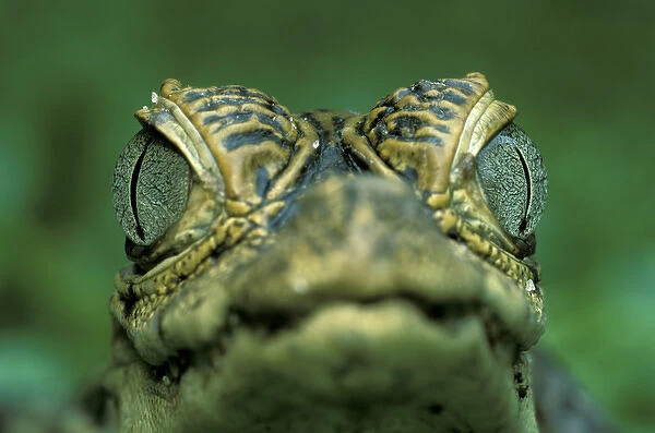 Central America, Panama, Barro Colorado Island Narrow-snouted spectacled caiman