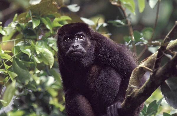 Central America, Panama, Barro Colorado Island Male black howler monkey (Alouatta