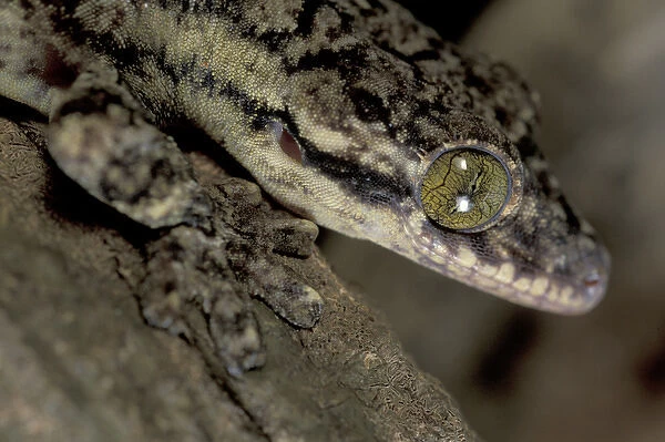 Central America, Panama, Barro Colorado Island Large gekko (Thecadactylus sp. )