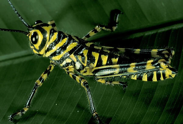 Central America, Panama, Barro Colorado Island. Black and yellow grasshopper