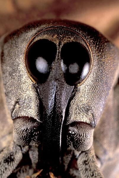 Central America, Panama, Barro Colorado Island. Weevil head portrait