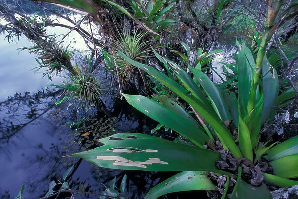 Central America, Panama, Barro Colorado Island. Epiphyte (Vriesea sanguinolenta)