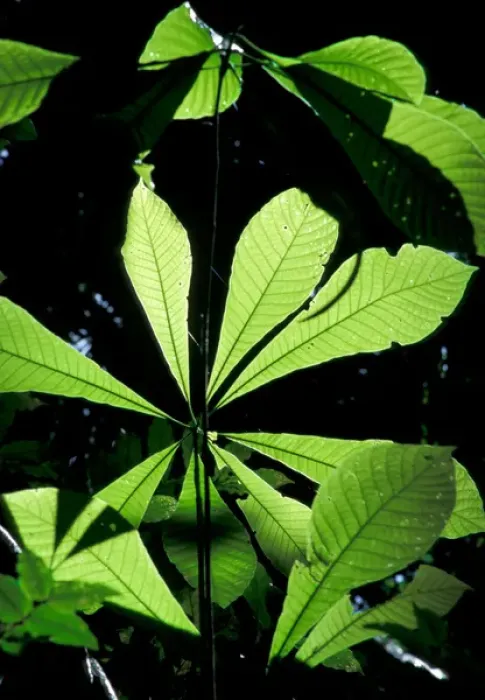 Framed Print : Central America, Panama, Barro Colorado Island. Backlit leaves Framed Print : Central America, Panama, Barro Colorado Island. Backlit leaves