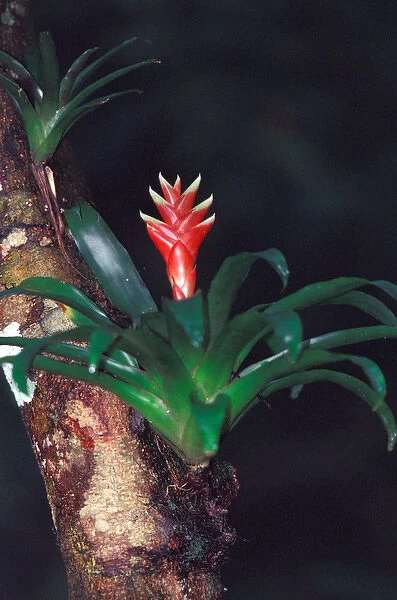 Central America, Panama, Barro Colorado Island. Epiphyte