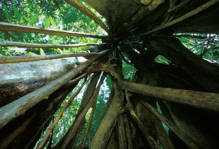 Framed Print : Central America, Panama, Barro Colorado Island. Inside view of a strangler fig