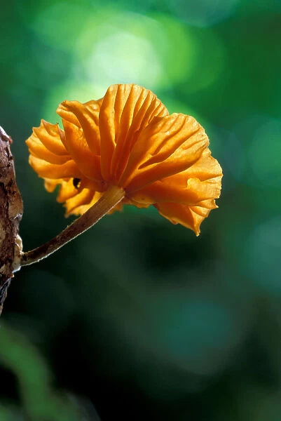 Central America, Panama, Barro Colorado Island. Orange fungus on tree