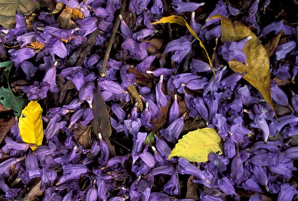 Central America, Panama, Barro Colorado Island. Purple flowers on forest floor, Jacaranda