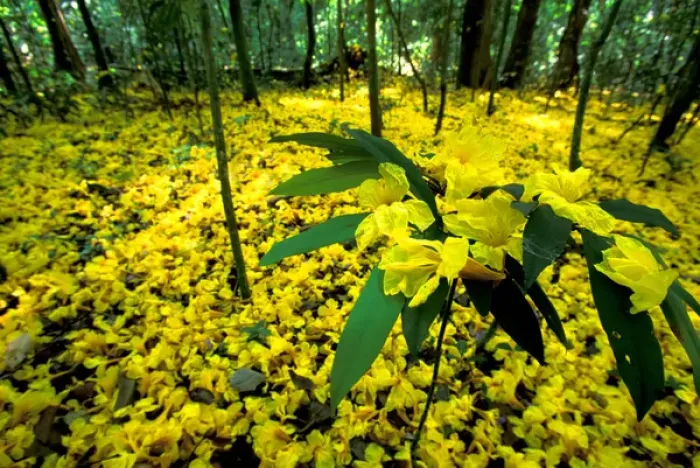 Framed Print : Central America, Panama, Barro Colorado Island. Carpet of yellow flowers on forest floor