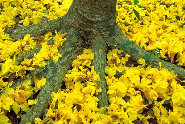 Central America, Panama, Barro Colorado Island. Carpet of yellow flowers on forest floor