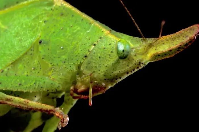 Framed Print : Central America, Panama, Barro Colorado Island. Katydid performing leaf mimic, close up