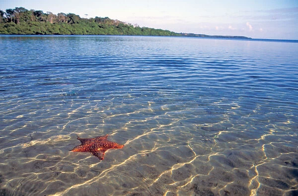 Central America, Panama, Bocas del Toro. Starfish Cove