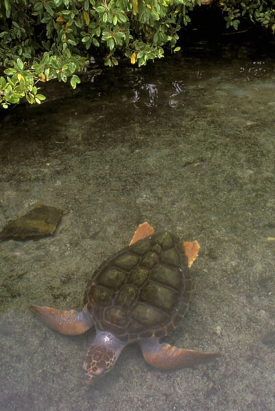 Central America, Panama, Bocas Del Torro Island. Green Turtle (Chelonia myches)